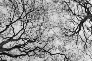 Exemples de Neuro art
